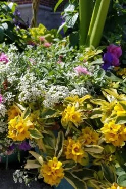 Waikiki Sunset Lysimachia - 5 Pack Of Quart Pots -SHRUBS and BUSHES Shop lysimachia waikiki sunset 2