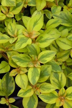 Waikiki Sunset Lysimachia - 5 Pack Of Quart Pots -SHRUBS and BUSHES Shop lysimachia waikiki sunset 3