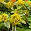 Waikiki Sunset Lysimachia - 5 Pack Of Quart Pots -SHRUBS and BUSHES Shop lysimachia waikiki sunset 4