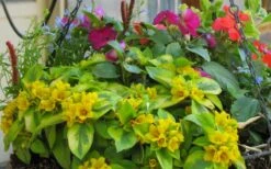 Waikiki Sunset Lysimachia - 5 Pack Of Quart Pots -SHRUBS and BUSHES Shop lysimachia waikiki sunset 5