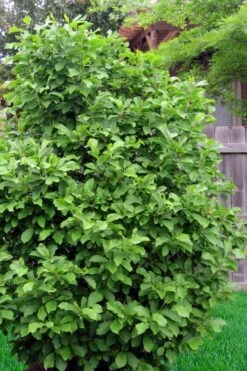 Jane Magnolia Tulip Tree - 5 Gallon Pot -SHRUBS and BUSHES Shop magnolia ann 111 4