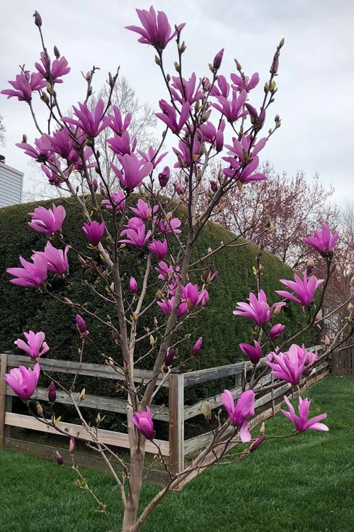Ann Magnolia Tulip Tree - 3 Gallon Pot 6 Ann Magnolia Tulip Tree - 3 Gallon Pot - Image 4