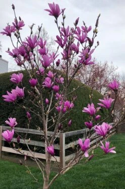 Ann Magnolia Tulip Tree - 2 Gallon Pot -SHRUBS and BUSHES Shop magnolia ann tulip tree 100 2