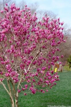 Ann Magnolia Tulip Tree - 3 Gallon Pot 19 Ann Magnolia Tulip Tree - 3 Gallon Pot -SHRUBS and BUSHES Shop magnolia ann tulip tree 105 1