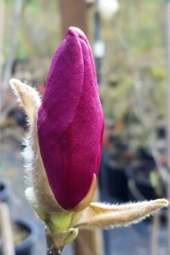 Betty Magnolia Tulip Tree - 1 Gallon Pot -SHRUBS and BUSHES Shop magnolia betty 21