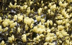 Elizabeth Magnolia (Tulip Tree) - 5 Gallon Pot -SHRUBS and BUSHES Shop magnolia elizabeth 15