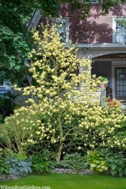 Elizabeth Magnolia (Tulip Tree) - 5 Gallon Pot -SHRUBS and BUSHES Shop magnolia elizabeth 16