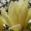 Elizabeth Magnolia (Tulip Tree) - 5 Gallon Pot -SHRUBS and BUSHES Shop magnolia elizabeth 17