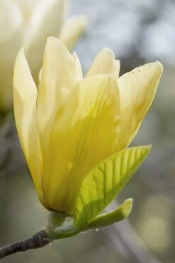 Elizabeth Magnolia (Tulip Tree) - 5 Gallon Pot -SHRUBS and BUSHES Shop magnolia elizabeth 2