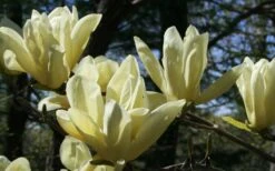 Elizabeth Magnolia (Tulip Tree) - 5 Gallon Pot -SHRUBS and BUSHES Shop magnolia elizabeth 4
