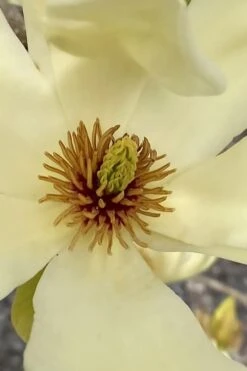 Elizabeth Magnolia (Tulip Tree) - 5 Gallon Pot -SHRUBS and BUSHES Shop magnolia elizabeth 6