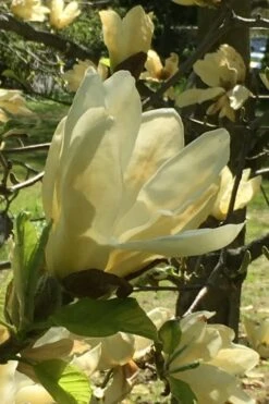 Elizabeth Magnolia (Tulip Tree) - 5 Gallon Pot -SHRUBS and BUSHES Shop magnolia elizabeth 8