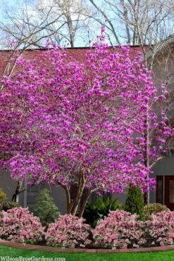 Jane Magnolia Tulip Tree - 3 Gallon Pot 11 Jane Magnolia Tulip Tree - 3 Gallon Pot -SHRUBS and BUSHES Shop magnolia jane tulip tree 103