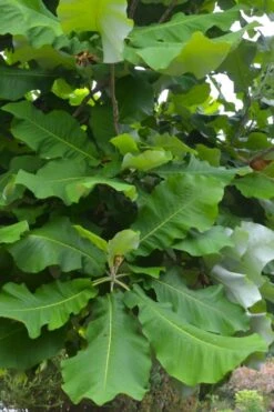 Ashe's Dwarf Bigleaf Magnolia - 7 Gallon Pot 15 Ashe's Dwarf Bigleaf Magnolia - 7 Gallon Pot -SHRUBS and BUSHES Shop magnolia macrophylla ashei dwarf bigleaf 3