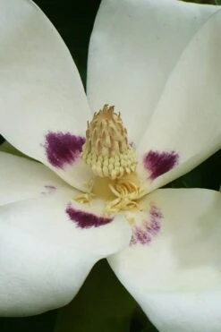 Ashe's Dwarf Bigleaf Magnolia - 7 Gallon Pot 13 Ashe's Dwarf Bigleaf Magnolia - 7 Gallon Pot -SHRUBS and BUSHES Shop magnolia macrophylla ashei dwarf bigleaf 4