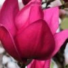 Pink Pyramid Magnolia (Tulip Tree) - 7 Gallon Pot -SHRUBS and BUSHES Shop magnolia pink pyramid tulip tree 4