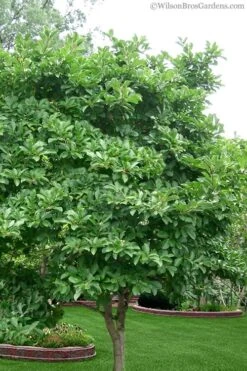 Centennial Blush Star Magnolia - 3 Gallon Pot 12 Centennial Blush Star Magnolia - 3 Gallon Pot -SHRUBS and BUSHES Shop magnolia stellata 1 3