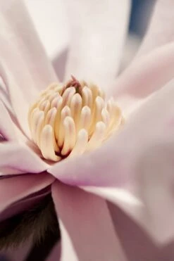 Waterlily Star Magnolia Tree - 3 Gallon Pot -SHRUBS and BUSHES Shop magnolia stellata waterlily 101