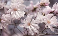 Waterlily Star Magnolia Tree - 3 Gallon Pot -SHRUBS and BUSHES Shop magnolia stellata waterlily 106