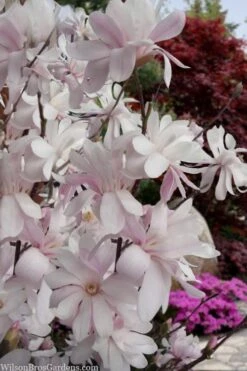 Waterlily Star Magnolia Tree - 3 Gallon Pot -SHRUBS and BUSHES Shop magnolia stellata waterlily 108
