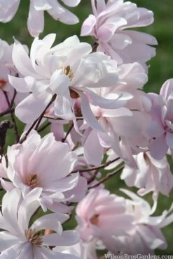 Waterlily Star Magnolia Tree - 3 Gallon Pot -SHRUBS and BUSHES Shop magnolia stellata waterlily 109