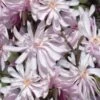Waterlily Star Magnolia Tree - 3 Gallon Pot -SHRUBS and BUSHES Shop magnolia stellata waterlily 110