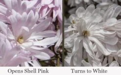 Waterlily Star Magnolia Tree - 3 Gallon Pot -SHRUBS and BUSHES Shop magnolia stellata waterlily 111