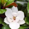 Teddy Bear Dwarf Southern Magnolia - 7 Gallon Pot (3-4') -SHRUBS and BUSHES Shop magnolia teddy bear 10