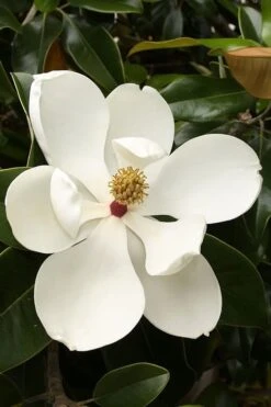 Teddy Bear Dwarf Southern Magnolia - 7 Gallon Pot (3-4') 15 Teddy Bear Dwarf Southern Magnolia - 7 Gallon Pot (3-4') -SHRUBS and BUSHES Shop magnolia teddy bear 3