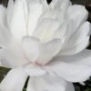 Wildcat Star Magnolia Tree - 1 Gallon Pot 2 Wildcat Star Magnolia Tree - 1 Gallon Pot -SHRUBS and BUSHES Shop magnolia x loebneri wildcat star magnolia 2