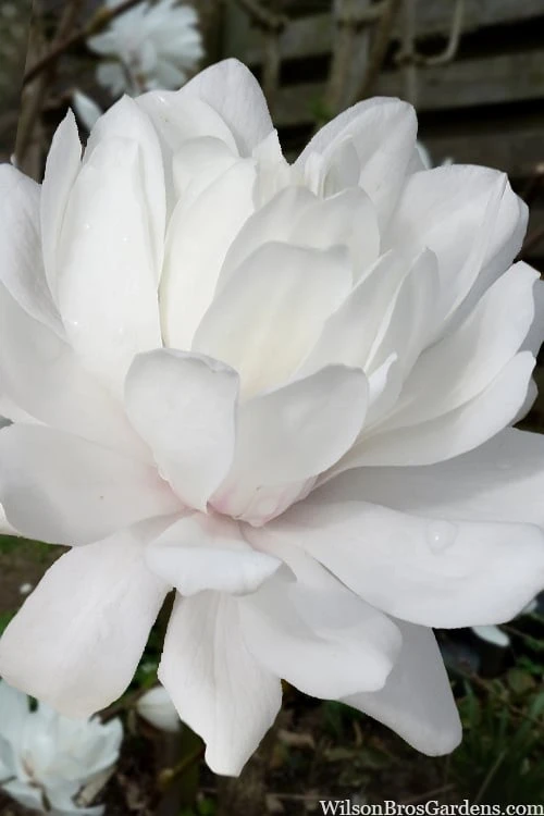 Wildcat Star Magnolia Tree - 1 Gallon Pot 3 Wildcat Star Magnolia Tree - 1 Gallon Pot