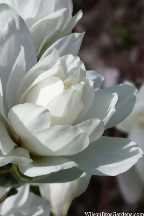 Wildcat Star Magnolia Tree - 1 Gallon Pot 8 Wildcat Star Magnolia Tree - 1 Gallon Pot - Image 6