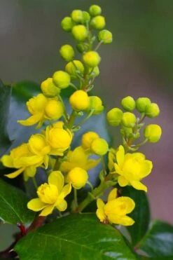 Creeping Oregon Grape (Mahonia Repens) - 1 Gallon Pot -SHRUBS and BUSHES Shop mahonia repens creeping oregon grape 1