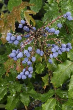 Creeping Oregon Grape (Mahonia Repens) - 1 Gallon Pot -SHRUBS and BUSHES Shop mahonia repens creeping oregon grape 10