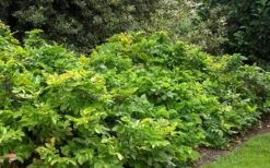 Creeping Oregon Grape (Mahonia Repens) - 1 Gallon Pot -SHRUBS and BUSHES Shop mahonia repens creeping oregon grape 4