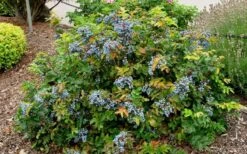 Creeping Oregon Grape (Mahonia Repens) - 1 Gallon Pot -SHRUBS and BUSHES Shop mahonia repens creeping oregon grape 7