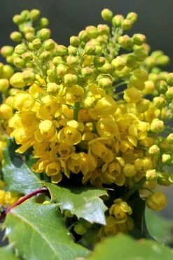 Creeping Oregon Grape (Mahonia Repens) - 1 Gallon Pot -SHRUBS and BUSHES Shop mahonia repens creeping oregon grape 8