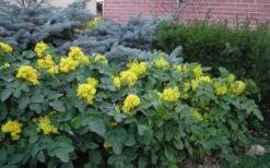 Creeping Oregon Grape (Mahonia Repens) - 1 Gallon Pot -SHRUBS and BUSHES Shop mahonia repens creeping oregon grape 9