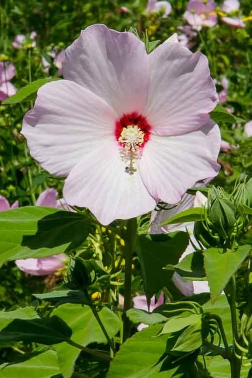 Rose Mallow Hardy Hibiscus (Hibiscus Moscheutos) - 2.5 Quart Pot 7 Rose Mallow Hardy Hibiscus (Hibiscus Moscheutos) - 2.5 Quart Pot - Image 5