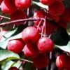 Southern Crabapple (Malus Angustifolia) - 3 Gallon Pot -SHRUBS and BUSHES Shop malus angustifolia southern crabapple tree fruits 2