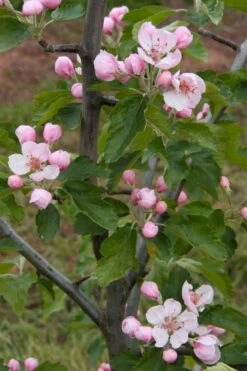 American Sweet Crabapple Tree (Malus Coronaria) - 1 Gallon Pot 14 American Sweet Crabapple Tree (Malus Coronaria) - 1 Gallon Pot -SHRUBS and BUSHES Shop malus coronaria american sweet crabapple 2