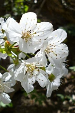 American Sweet Crabapple Tree (Malus Coronaria) - 1 Gallon Pot 15 American Sweet Crabapple Tree (Malus Coronaria) - 1 Gallon Pot -SHRUBS and BUSHES Shop malus coronaria american sweet crabapple 3