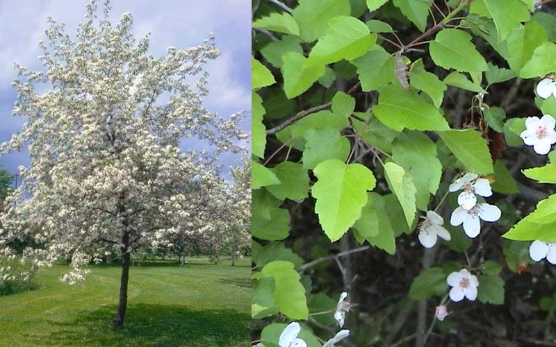 American Sweet Crabapple Tree (Malus Coronaria) - 1 Gallon Pot 9 American Sweet Crabapple Tree (Malus Coronaria) - 1 Gallon Pot - Image 7