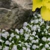 White Flowering Mazus - 10 Pack Of Pint Pots -SHRUBS and BUSHES Shop mazus reptans alba white 102