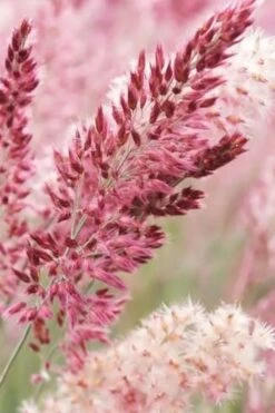 Savannah Ruby Grass (Melinus Nerviglumis) - 6 Pack Of 1 Gallon Pots 11 Savannah Ruby Grass (Melinus Nerviglumis) - 6 Pack Of 1 Gallon Pots -SHRUBS and BUSHES Shop melinus nerviglumis ruby grass 1