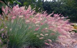 Savannah Ruby Grass (Melinus Nerviglumis) - 6 Pack Of 1 Gallon Pots 10 Savannah Ruby Grass (Melinus Nerviglumis) - 6 Pack Of 1 Gallon Pots -SHRUBS and BUSHES Shop melinus nerviglumis ruby grass 7