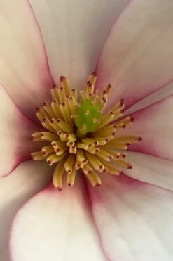 Fairy Blush Magnolia - 3 Gallon Pot -SHRUBS and BUSHES Shop michelia yunnanensis hybrid fairy blush magnolia 2