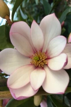 Fairy Blush Magnolia - 3 Gallon Pot -SHRUBS and BUSHES Shop michelia yunnanensis hybrid fairy blush magnolia 4