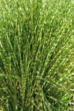 Gold Breeze Zebra Grass (Miscanthus) - 1 Gallon Pot -SHRUBS and BUSHES Shop miscanthus gold breeze zebra grass 10