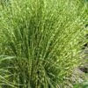 Gold Breeze Zebra Grass (Miscanthus) - 1 Gallon Pot 1 Gold Breeze Zebra Grass (Miscanthus) - 1 Gallon Pot -SHRUBS and BUSHES Shop miscanthus gold breeze zebra grass 11